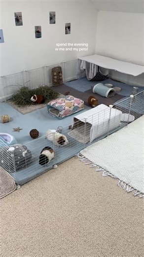 routine video! * please note that my dog was fed earlier than the video started, the only thing I personally did for him between 7 and 8 was walk him :) • #thecrazypiggies #guineapigs #dogsoftiktok #guineapigsoftiktok #animals #pets #petsoftiktok #smallpets #routine #evening #foryoupage #fyp #runningupthathill