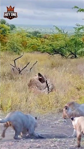 Hyenas Ambush Leopard While Lions Face Off with a Crocodile—Insane Wildlife Chaos!
