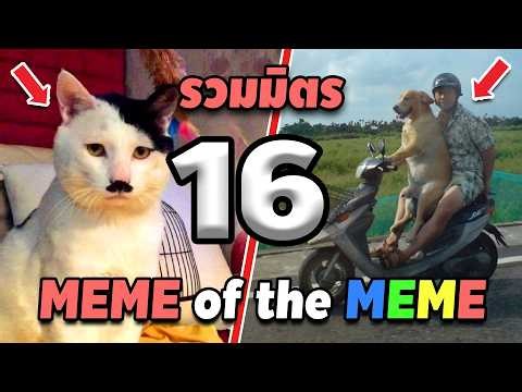 รวมมิตร ภาพนี้ก็ฮาเหมือนกันนะเนี้ย #16 SS2 [ พากย์นรก MEME.EXE ] | easy boy