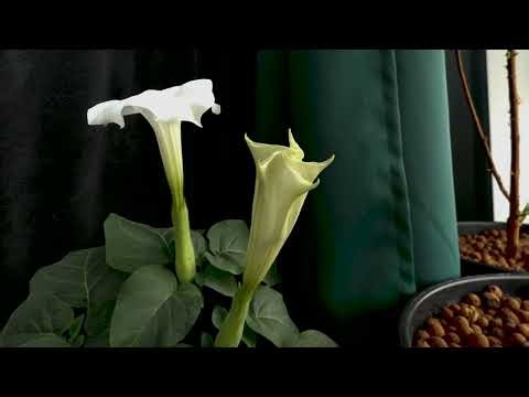 Datura Innoxia and Datura wrightii Bloom Timelapse