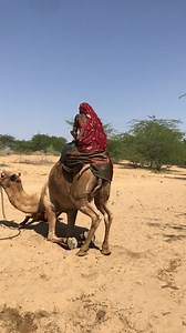 445K views · 739 reactions | A desert girl is about to ride her camel, sitting carefully as the camel walks on the soft desert sand.  Life in the desert is full of patience, balance, and harmony with nature #DesertLife #CamelRide #DesertGirl #AnimalCare #DesertCulture #TraditionalLife #CamelJourney #VillageLife #NatureBond #DesertMoments | Desert Animal Information | Facebook