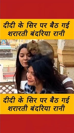दीदी के सिर पर बैठ गई शरारती बंदरिया रानी बहुत ही शानदार वीडियो वायरल हो रहा हैं #funny