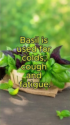 Basil Benefits and Uses. #traditionalmedicine #basil