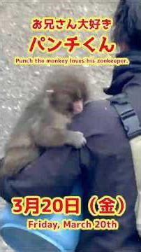パンチくん【2026年3月20日撮影】お兄さん大好きパンチくん #がんばれパンチ #punch #HangInTherePunch #市川市動植物園【Punch the monkey】N01