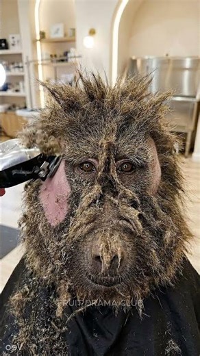 Baboon Gets a Mullet Makeover 😳✂️ (So Satisfying)