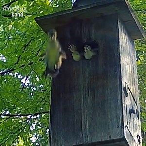 111K views · 2.5K reactions | Super Cute Family of 18 Ducklings!!! | Amazing Land | Facebook
