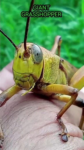 Amazing Insects | Giant Grasshopper #shorts