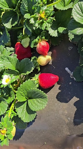 Cosecha de fresas de máxima calidad