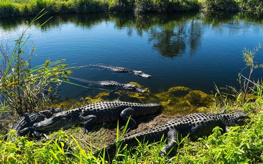 Your Complete Animal Guide to Everglades National Park