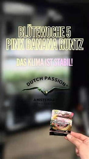 4x2 Tent - Das Klima ist stabil | Flower Week 5