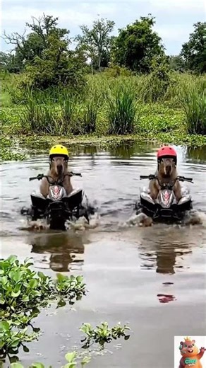 Living Their Best Life 😎🐹💨 #capybara #atv #shorts #animalvideo #funnyanimals #cuteanimals #wildlife