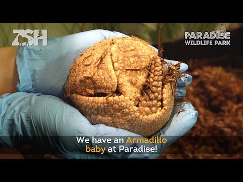 Baby Armadillo Born