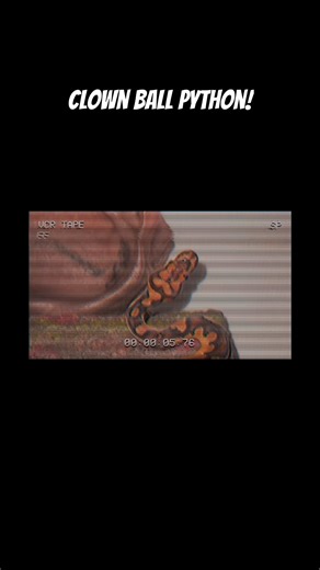 Our Male Clown Ball Python! Help us out with a name for him!