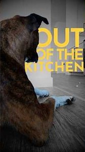 How to teach a dog to get out of the kitchen and stay out on command. (NO MATTER WHAT) #dogtraining