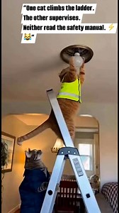 Storytelling)“One cat climbs the ladder.The other supervises.Neither read the safety manual. ⚡😹”#CatHumor #FunnyCats #CatMeme #CatsOfFacebook#CatLife #PetComedy #CatVideos #CatsDoingThings#LOLcats #ViralCats #CatCrew #PetLaughs#ElectricCat #OopsMoment #CatEnergy ⚡🐾 | Funny-cats
