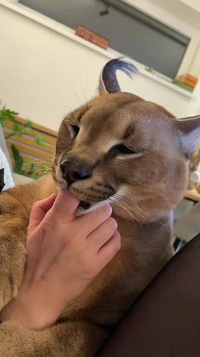 #caracal #caracalcat #caracalkitten #caracalfloppa #lynxcats #caracalcats #lynx #lynxcats #wildcat #wildcats #servalcat #servalcats #servals #lovecats #loveanimals #cutecat