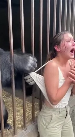 PetZum on Instagram: "😱 Gorilla Grabs Girl’s Shirt! 😱 This unexpected zoo encounter is wild! 🦍 A curious gorilla reaches out and grabs a girl's shirt, pulling it! Fortunately, help arrives quickly, and everyone is okay. What a crazy moment! 💖 Like if you'd be scared! 💬 Comment your reaction! ➡️ Share this wild video! ✅ Save for a laugh! 🔥 Follow for more animal adventures! #gorilla #zoo #animals #funny #wildlife #viral #shocking #omg #caughtoncamera #animalencounter #prank #zoofun"
