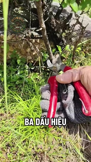 Có tiền #bonsai