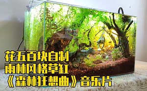 无碳草缸 牛人花五百自制雨林风格草缸 迷雾森林老米原创造景，音乐片