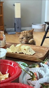 Funniest Cat Moments 😂🐱 | Crazy Cat Fails & Hilarious Cat Reactions! #shorts #cat #funnycats