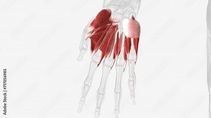 The muscles that act on the hand can be divided into two groups: Extrinsic muscles located in the anterior and posterior compartments of the forearm. Stock Video