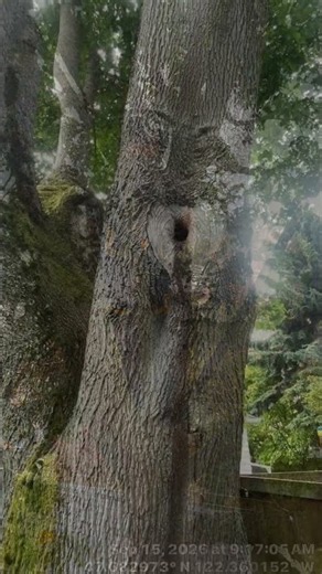 Seattle Tree Cabling and Structural Support System Installation