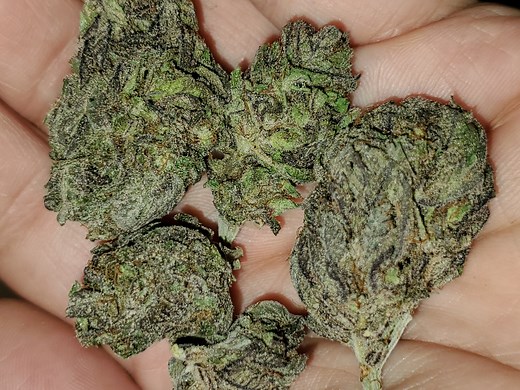 Purple Elephant | Marijuana Strain Reviews