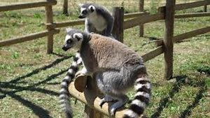 Quiz. 10 questions pour tester vos connaissances sur les animaux