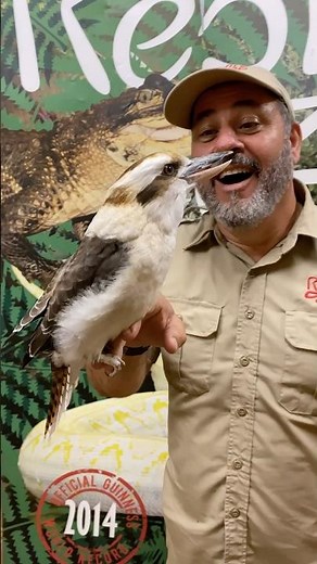 The KOOKABURRA laughing bird🤩🥰