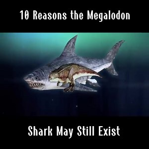 10 Reasons the Megalodon Shark May Still Exist | Extra Alien