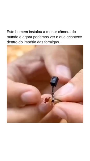 Mega Espetacular on Instagram: "👉 Siga @megaespetacular e descubra algo novo todos os dias. Você está observando o mundo oculto de um império de formigas, capturado de dentro. Ao acoplar uma das menores câmeras do mundo, este pesquisador revelou o que normalmente permanece invisível sob o solo. As imagens mostram formigas se movendo por túneis estreitos, coordenando o trabalho, comunicando-se por meio do tato e de sinais químicos, e mantendo uma complexa cidade subterrânea construída inteiramen