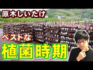 初心者でもわかる菌植え作業 ① ”植菌時期 編”【原木椎茸栽培】