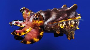 Color-Changing Pfeffer's Flamboyant Cuttlefish at the Monterey Bay Aquarium in California