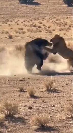 Lion vs Black Bear: Epic 1v1 Battle Caught on Camera! 😱