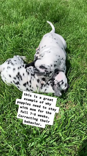 5 week old Dalmatian pups. #dalmatians #puppies #fyp #akcbreeder #dals