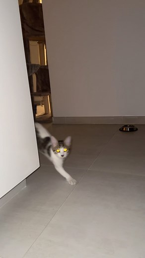 Ruby the baby cat | I’m the best hide & seek player😼 #cat #cats #kitty #kitten #funnycat #viralcat #hideandseek #babycat | Instagram