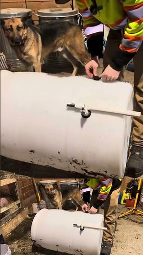 How to make diy automatic pig water drinker with a barrel. Check out the full video