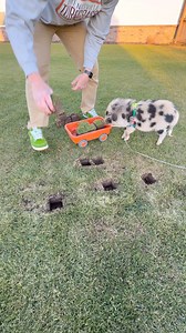 20K views · 61 reactions | Piggy Plugging | The Lawn Tools | Facebook
