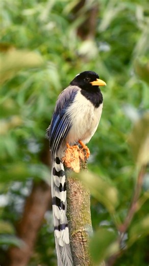 Exploring the Beauty of Yellow-billed Blue Magpie 🐦 #YellowBilledBlueMagpie #HimalayanBirds #Shorts The Yellow-billed Blue Magpie is a stunning bird found in the Himalayas and parts of Southeast Asia. With its striking blue plumage and vibrant yellow bill, it captivates birdwatchers and nature enthusiasts alike. Known for its intelligence and sociable behavior, this magpie often travels in groups, displaying complex social interactions. However, habitat loss and fragmentation threaten its popul