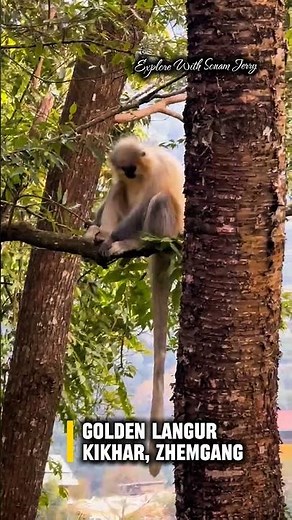Gee's Golden Langur in Kikhar, zhemgang #animal #travel #bhutan #wildlife #endangeredspecies