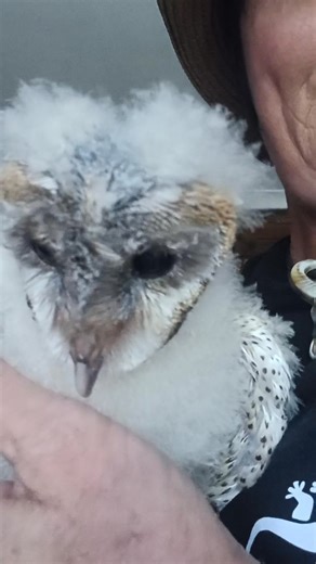 1.2K views · 46 reactions | 黎 Our beautiful barn owl, Marley, is growing so well! She’s getting bigger and fluffier by the day — and just listen to those sweet little owlet sounds! 殺 It’s such a joy watching her personality shine through as she explores her world with curiosity and charm. #BarnOwl #MarleyTheOwl #GrowingUpWild #AnimalsInWonderland #SweetOwletSounds | Animals in Wonderland | Facebook