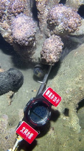 #scubadiving #beach #fishing #fishing #eel #crab #deepsea