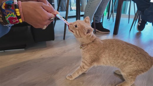 "Rudy" was rescued by a crew from our Portland affiliate, KGW, during Oregon's Rowena fire. Now he's made a miraculous recovery and is in his forever home. | KING 5