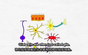 科普向 2-Minute Neuroscience_ Glial Cells #12胶质细胞 转自youtube 中英双语字幕