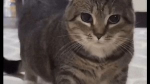 oiiaioooooiai猫原版动图