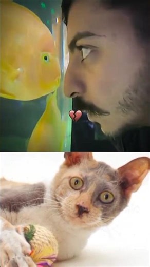 Funny Cat Video 😂😂😊#Shorts#Funkis #fails #memes