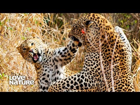 Old Leopard Attempts to Fight Off Young Leopard to Retain Territory