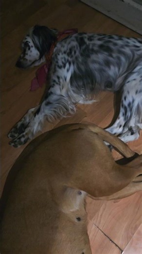 dogs in the bed with you? 3 things to remember