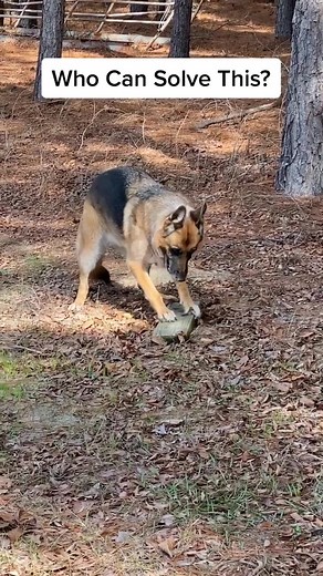 Who’s the math genius? 🧐 #foryou #fyp #problemsolver #TalkToAnimals #talkingdog #smartdogs #viralcontent #mepracticing