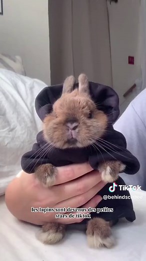 Adorables Lapins 🐇: Mignonnerie Animale